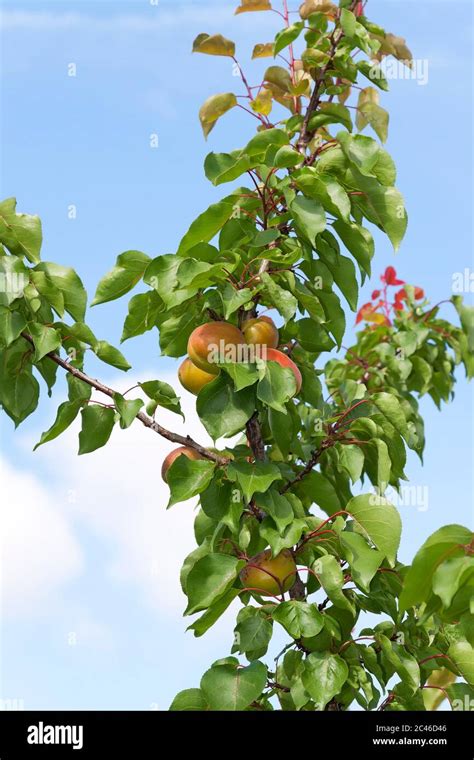 European Plum Prunus Domestica Rosaceae Hi Res Stock Photography And