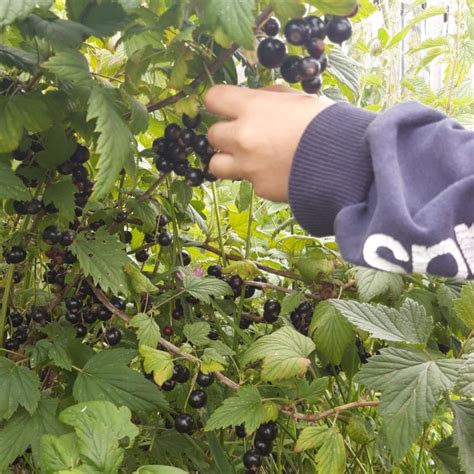 Черная смородина – купить в Томске, цена 250 руб., дата размещения: 21. ...