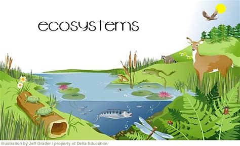 all @bout biology: What is an ecosystem 