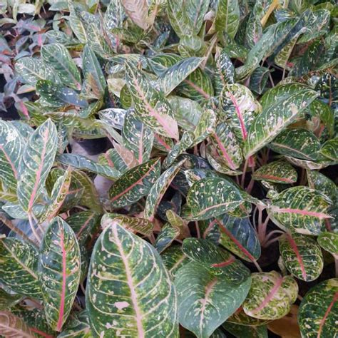 Jual Tanaman Hias Aglaonema Dona Carmen Shopee Indonesia