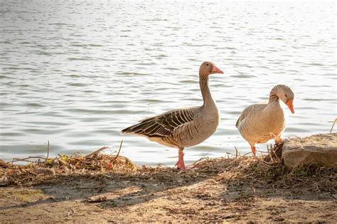 Premium Photo | Two geese by the water