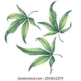 Watercolor Hand Drawn Cannabis Leaf Set Stock Vector Royalty Free