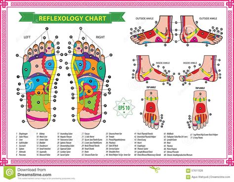 All Best Foot Reflexology Charts Free Download