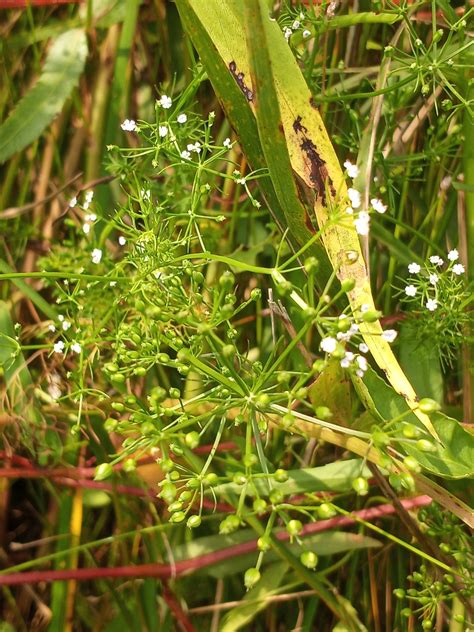 Maryland Biodiversity Project Mock Bishop S Weed Ptilimnium Capillaceum