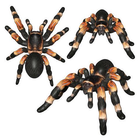 3D Model Tarantula Spider VR AR Low Poly Rigged CGTrader