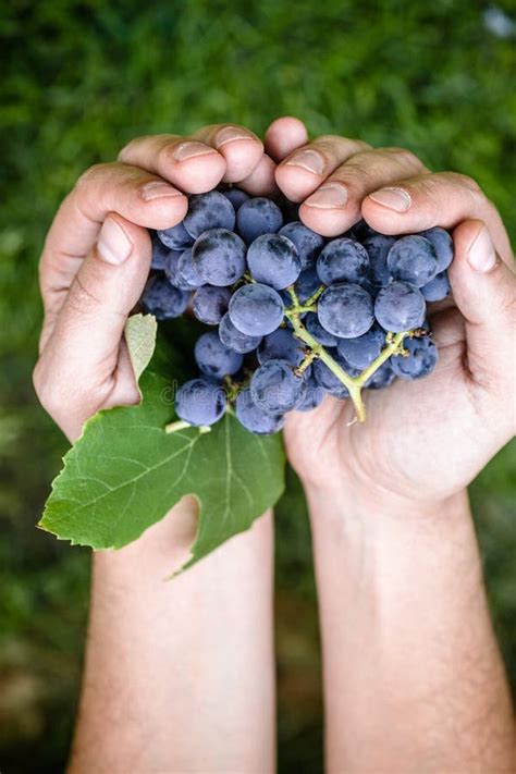 Grapes harvest in autumn stock image. Image of plant - 119706419