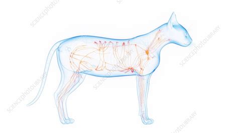 Animation Of A Cat S Lymphatic System Stock Video Clip K012 1582