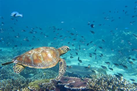 Los Roques Lo Que Aun No Sabes De Este Bello Archipi Lago Venezolano