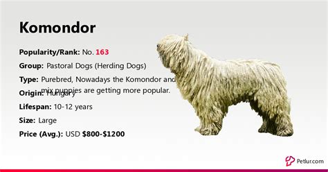 Komondor Dog Breed Info, Size, Price, Height | Petlur