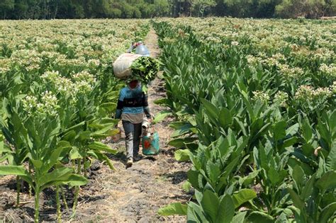 Petani Tembakau Berharap Rpp Kesehatan Tidak Rugikan Industri Tembakau