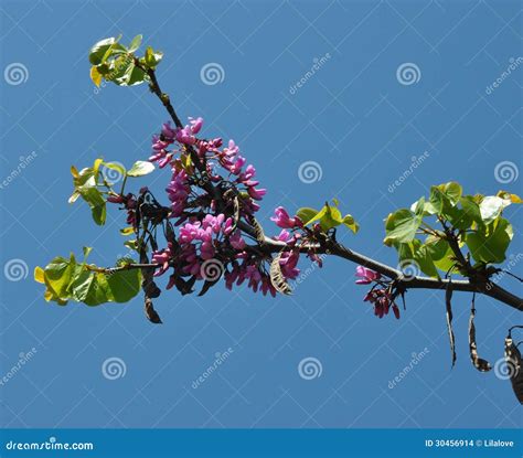 Redbud tree stock photo. Image of flower, eastern, environment - 30456914