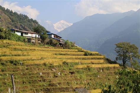 Ghorepani Poonhill Trek Easy And Short Trekking Trail In Nepal