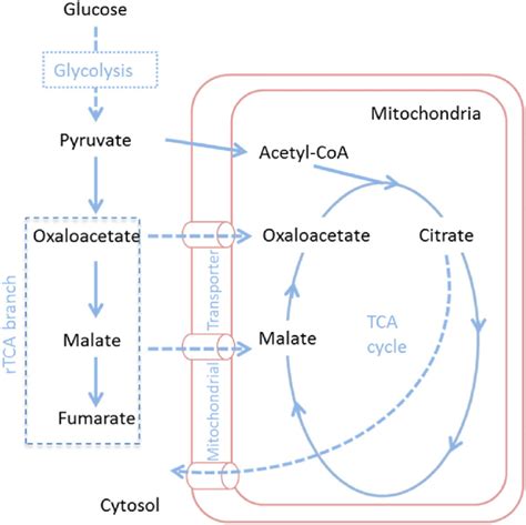 Metabolic Pathway Proposed For Organic Acid Production By A