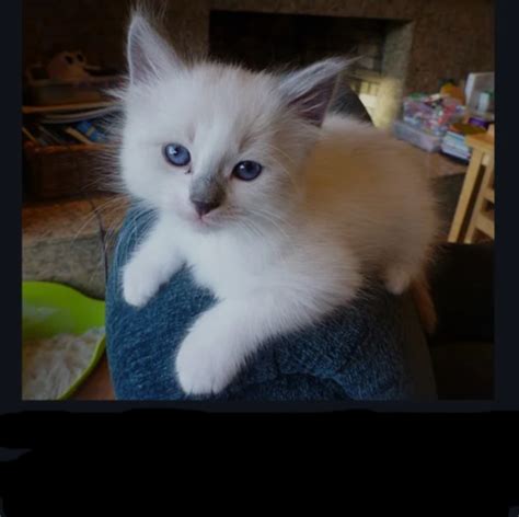 Evil Pussy Blank Template Imgflip