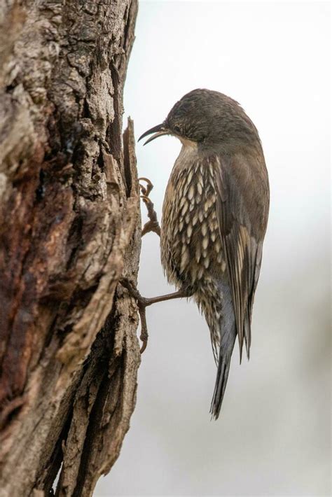 White Throated Treecreeper In Australia 25930604 Stock Photo At Vecteezy