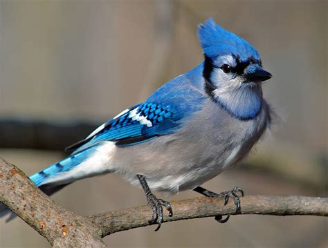 Qu Significa So Ar Con Un P Jaro Azul Explorando Los Significados