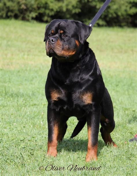 Copper Ridges Lil Rudi Von Der Smith Rottie Squad Kennel