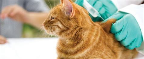 What Are The Core And Non Core Vaccines For Cats Your Questions Answered