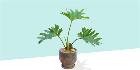 Philodendron Selloum Plant Care And How To Grow Plantcarefully