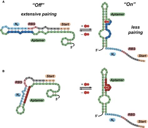 A High Throughput Screen For Synthetic Riboswitches Reveals Mechanistic