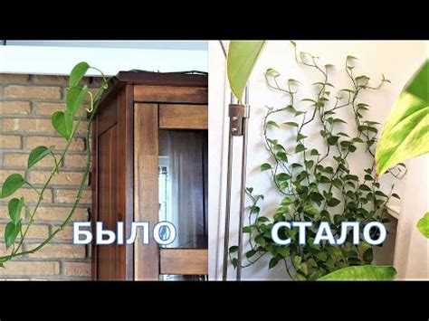 Эпипремнум размножение и крепление - лиана комнатное растение ...
