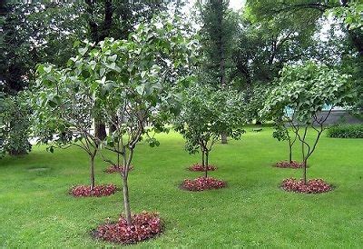 Rvores De Pequeno Porte Para Jardim Decorando Casas Backyard Trees