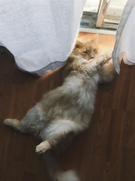 *Purring Intensifies* : r/cats