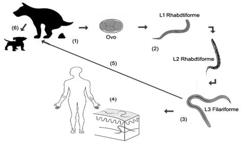 Representa O Do Ciclo De Ancylostoma Caninum Hospedeiro