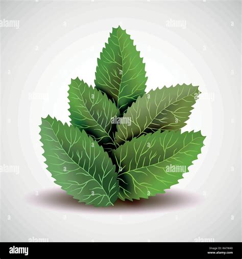 Summer Branch With Fresh Green Leaves Stock Vector Image Art Alamy