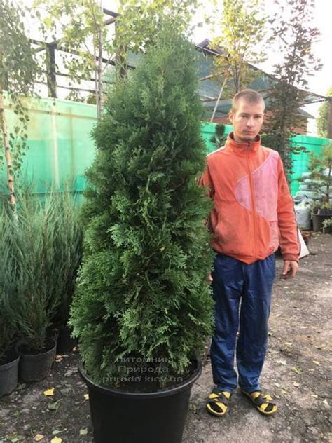 Туя западная колоновидная Колумна Купить в Киеве цена фото описание Туи ...