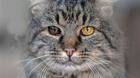 Enfermedades De Los Gatos Cuidados Para El Gato Enfermedad Del Gato