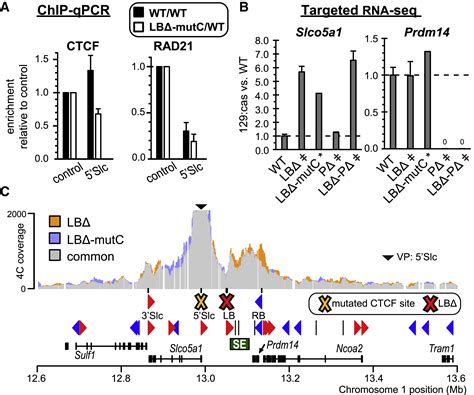 Interplay Between Ctcf Boundaries And A Super Enhancer Controls Cohesin