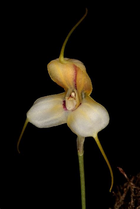 Masdevallia Klabochorum Wiel Driessen Flickr