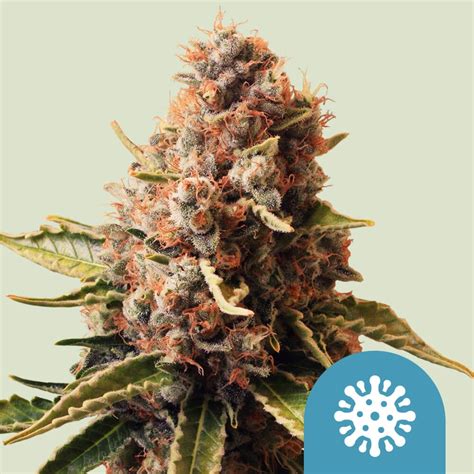 V S Roljon Purplematic Cbd Kannabiszmagokat Royal Queen Seeds