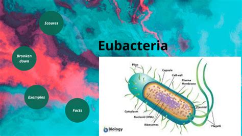 Eubacteria By Alexander Thompson On Prezi