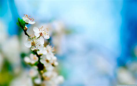 Free Image Bank: Flores de cerezo - cherry blossoms (wallpaper)