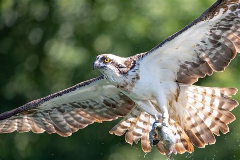 Discover The Best Places To Spot Osprey In The UK