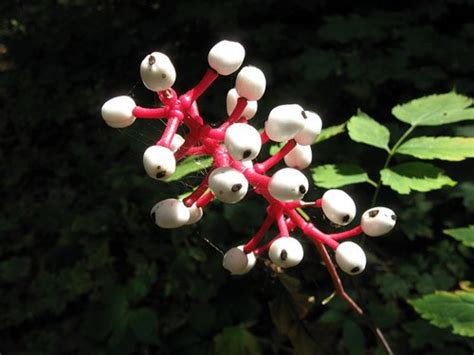 7 Most Poisonous Berries (With Photos and Descriptions) - Owlcation