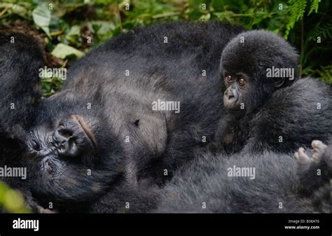 Mother And Baby Mountain Gorillas Gorilla Beringei Beringei Of The