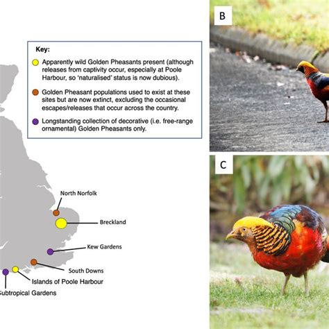 A A Map Showing Sites Known For Golden Pheasants In Britain And Their