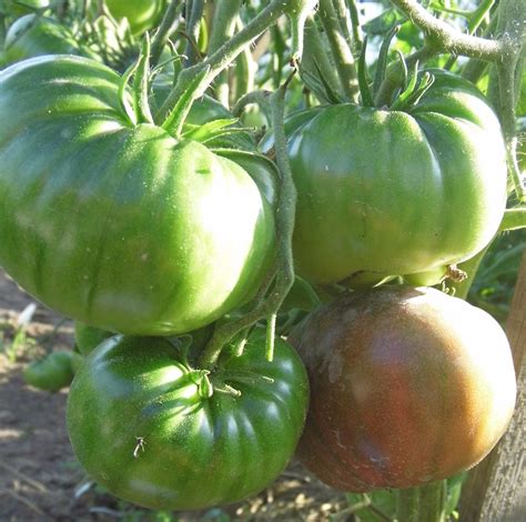 Томат Фиолетовая страсть: описание сорта, отзывы, фото | tomatland.ru