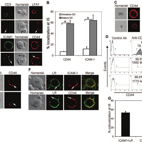 Bone Marrow Derived DCs From Heterozygous Control CD44 Hetero DC