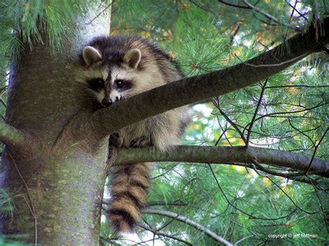 Raccoon in a Tree by JamDebris on DeviantArt