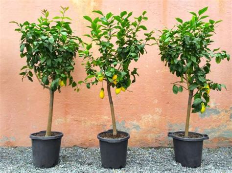 Cuidados Del Limonero En Maceta Guía Completa