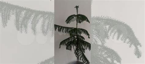 Араукария купить в Новосибирске | Товары для дома и дачи | Авито