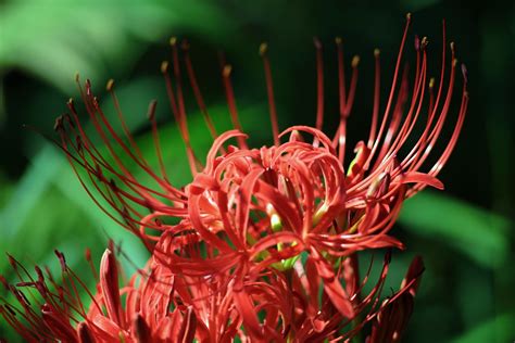 Cluster Amaryllis Red Spider Lily Canon Eos 5d Mark Ii Flickr