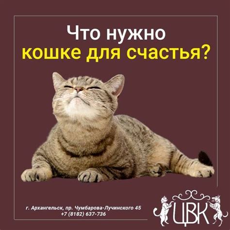 Что нужно кошке для счастья | Кошки, Уход за кошкой, Питомец