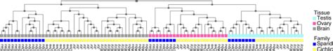 Genomic Analysis Of Sparus Aurata Reveals The Evolutionary Dynamics Of Sex Biased Genes In A