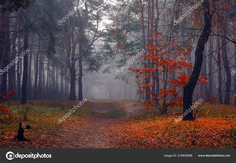 Forest Autumn Fog Autumn Painted Leaves Its Magical Colors Morning ...