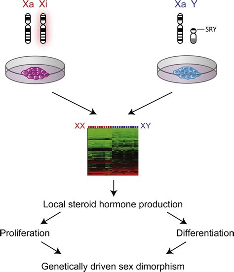 Sex Dependent Gene Expression In Human Pluripotent Stem Cells Cell Reports